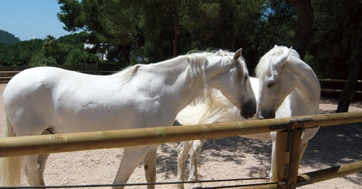 paseos a caballo