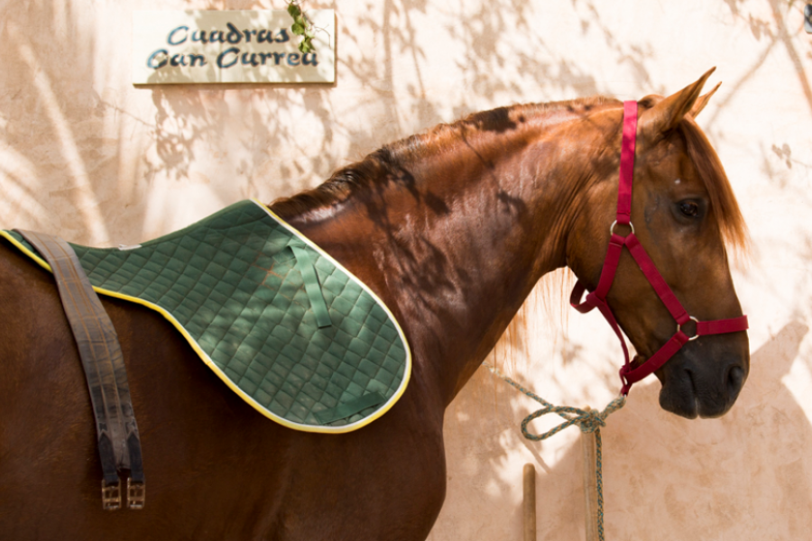 Can Curreu - Paseos a Caballo